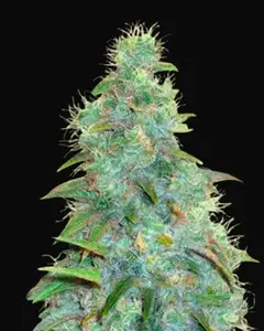 Auto Sweet Tooth
