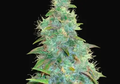 Auto Sweet Tooth