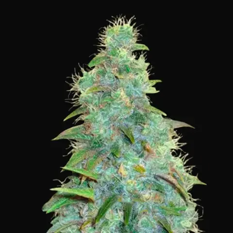 Auto Sweet Tooth