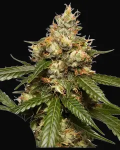 Auto THC-Victory