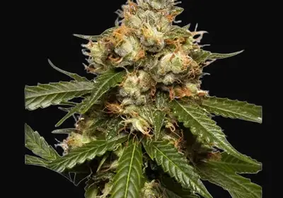 Auto THC-Victory
