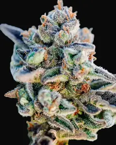 Top Gun Auto