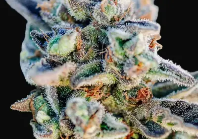 Top Gun Auto