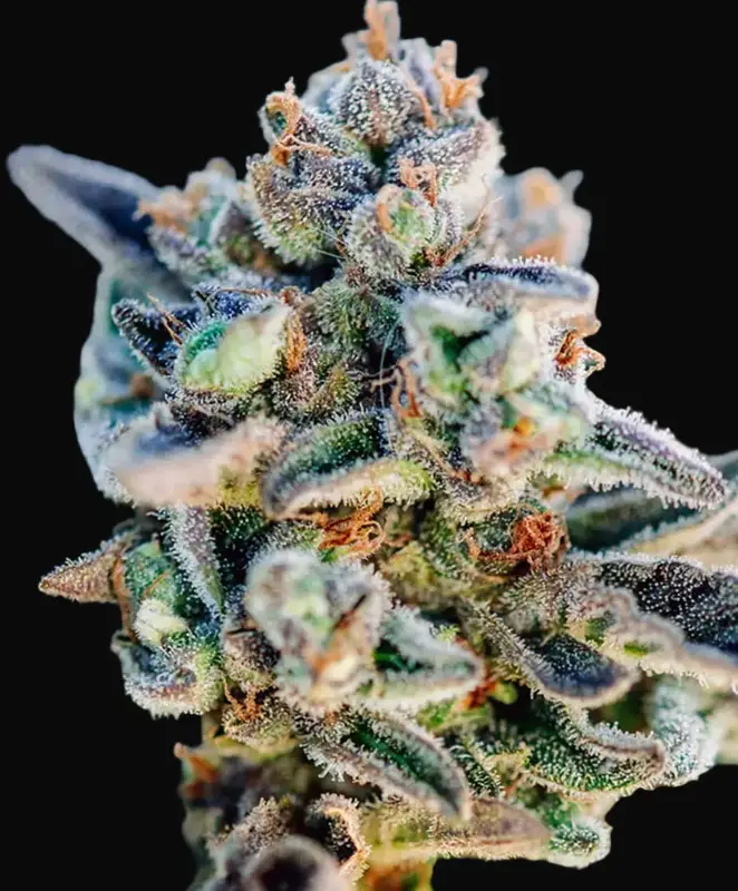 Top Gun Auto