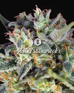 Auto Trainwreck