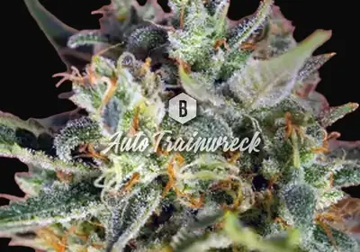 Auto Trainwreck