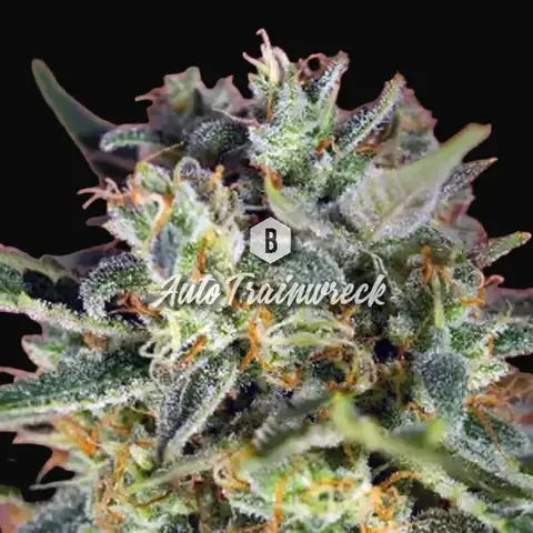 Auto Trainwreck