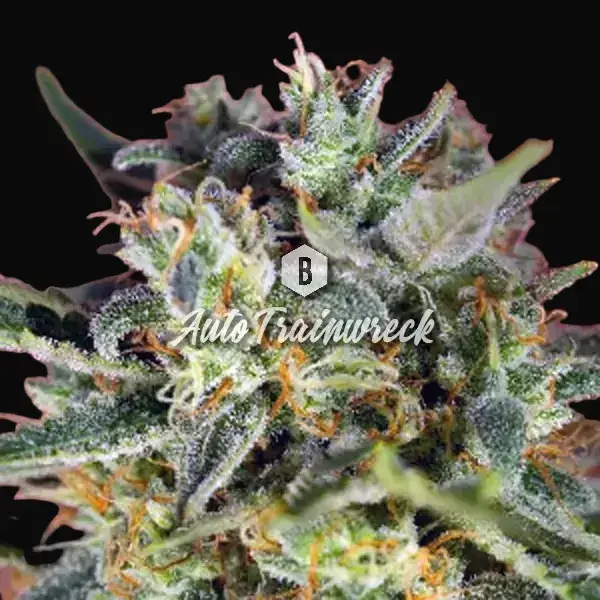 Auto Trainwreck