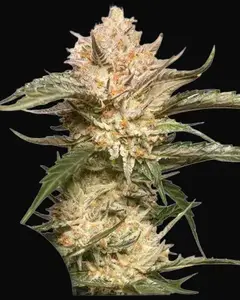 Auto Trichome & Cream
