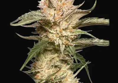 Auto Trichome & Cream