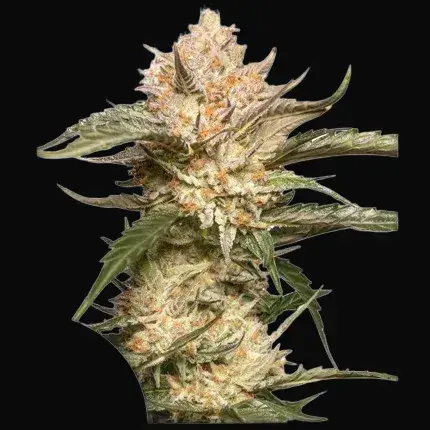 Auto Trichome & Cream