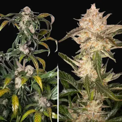 Auto Trichome & Cream — zdjęcie 5