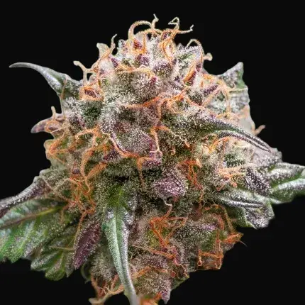 Auto Trichome & Cream — zdjęcie 4