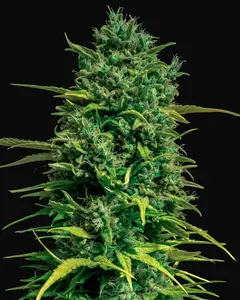 Auto Tropical Coconut