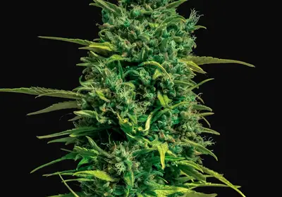 Auto Tropical Coconut