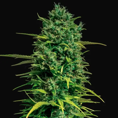 Auto Tropical Coconut