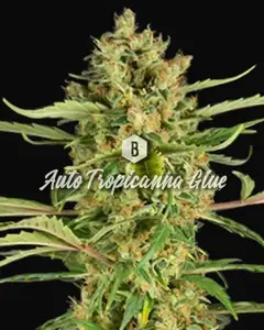 Auto Tropicanna Glue