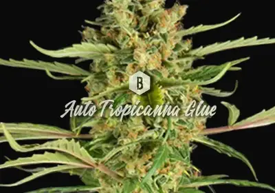 Auto Tropicanna Glue