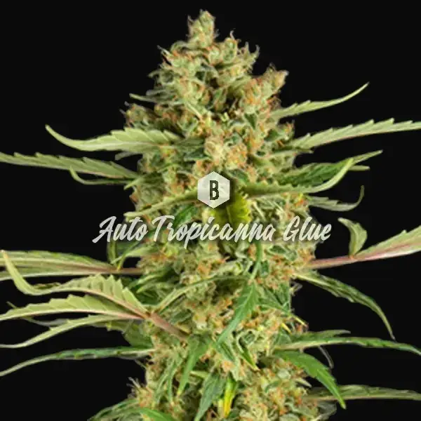 Auto Tropicanna Glue
