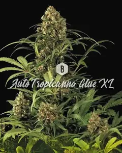 Auto Tropicanna Glue XL