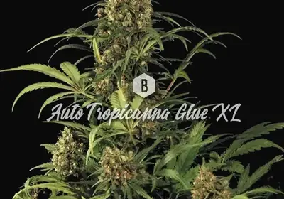 Auto Tropicanna Glue XL