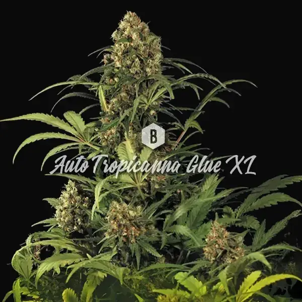 Auto Tropicanna Glue XL