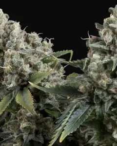 Auto Tutankhamon