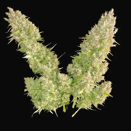 Auto Ultimate — zdjęcie 4
