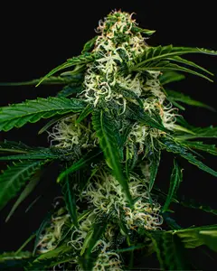 Auto Watermelon Jam
