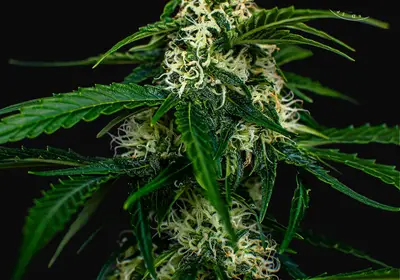 Auto Watermelon Jam