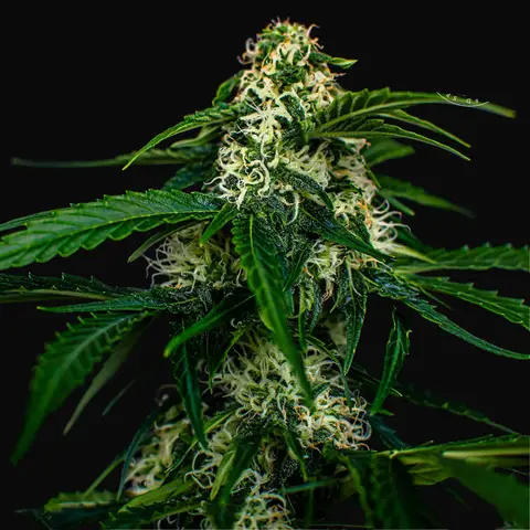 Auto Watermelon Jam