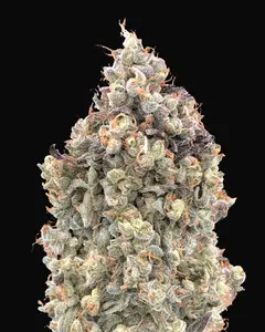Auto Watermelon OG