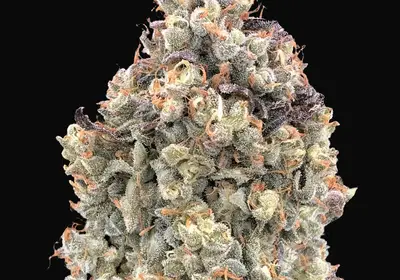 Auto Watermelon OG