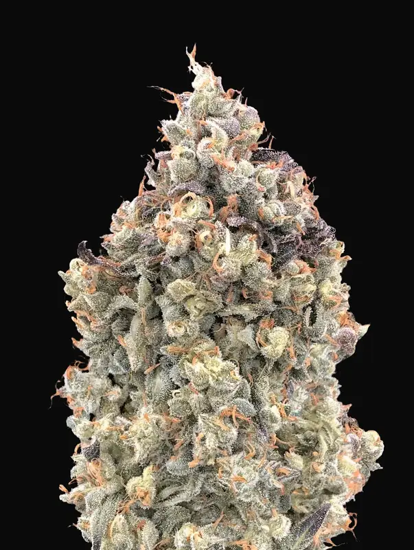 Auto Watermelon OG