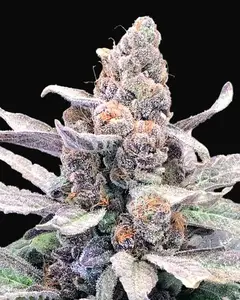 Wedding Crasher Auto