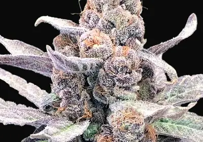 Wedding Crasher Auto