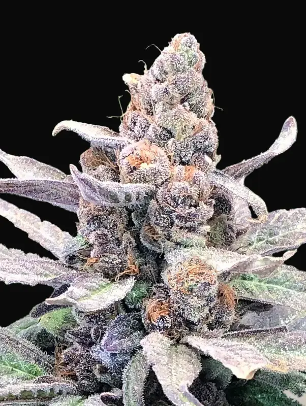 Wedding Crasher Auto