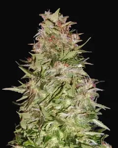 Auto White Prussian