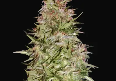 Auto White Prussian