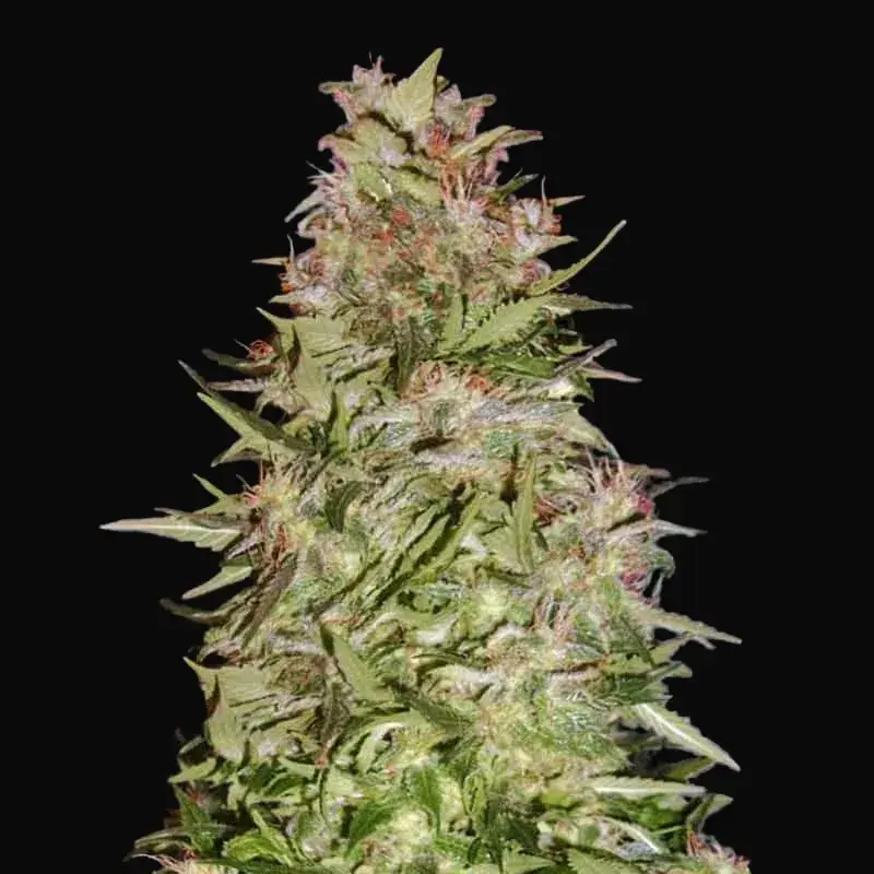 Auto White Prussian
