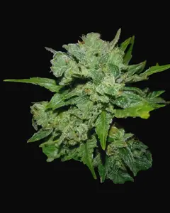 Auto White Russian