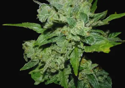 Auto White Russian