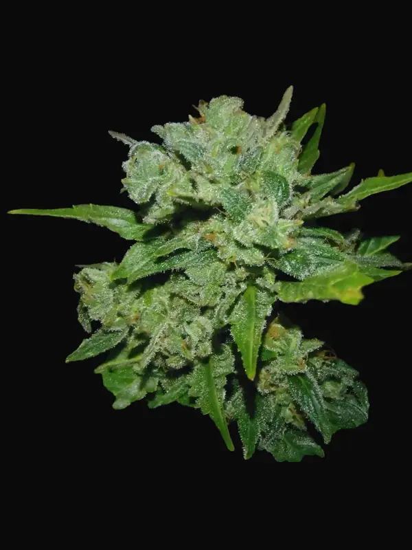 Auto White Russian
