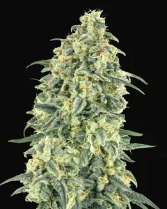 Auto White Widow