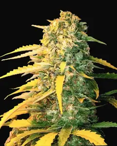 Auto White Widow