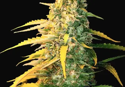 Auto White Widow