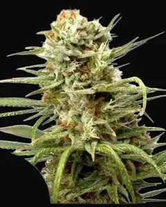 Auto White Widow
