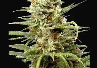 Auto White Widow