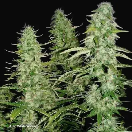 Auto White Widow — zdjęcie 3