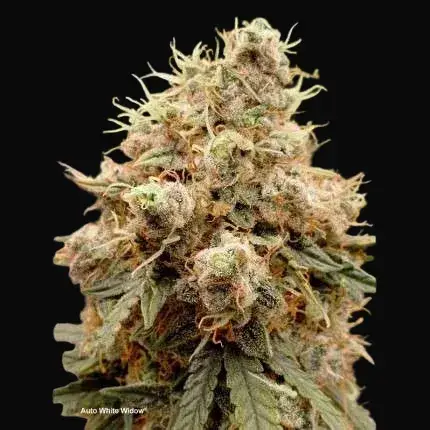 Auto White Widow — zdjęcie 2